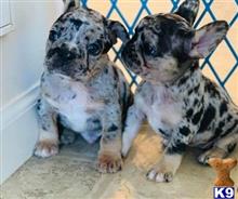 french bulldog puppy posted by Jessica reynolds